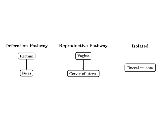 Learned tree: rectum to feces, vagina to cervix, and an isolated buccal node