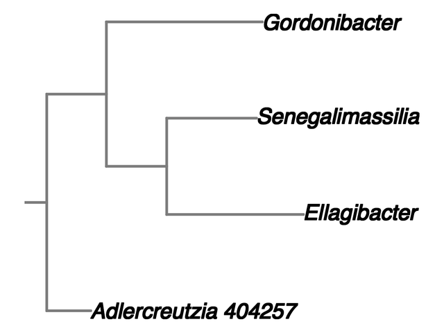 Selected local subtree: Gordonibacter, Senegalimassilia, Ellagibacter, Adlercreutzia