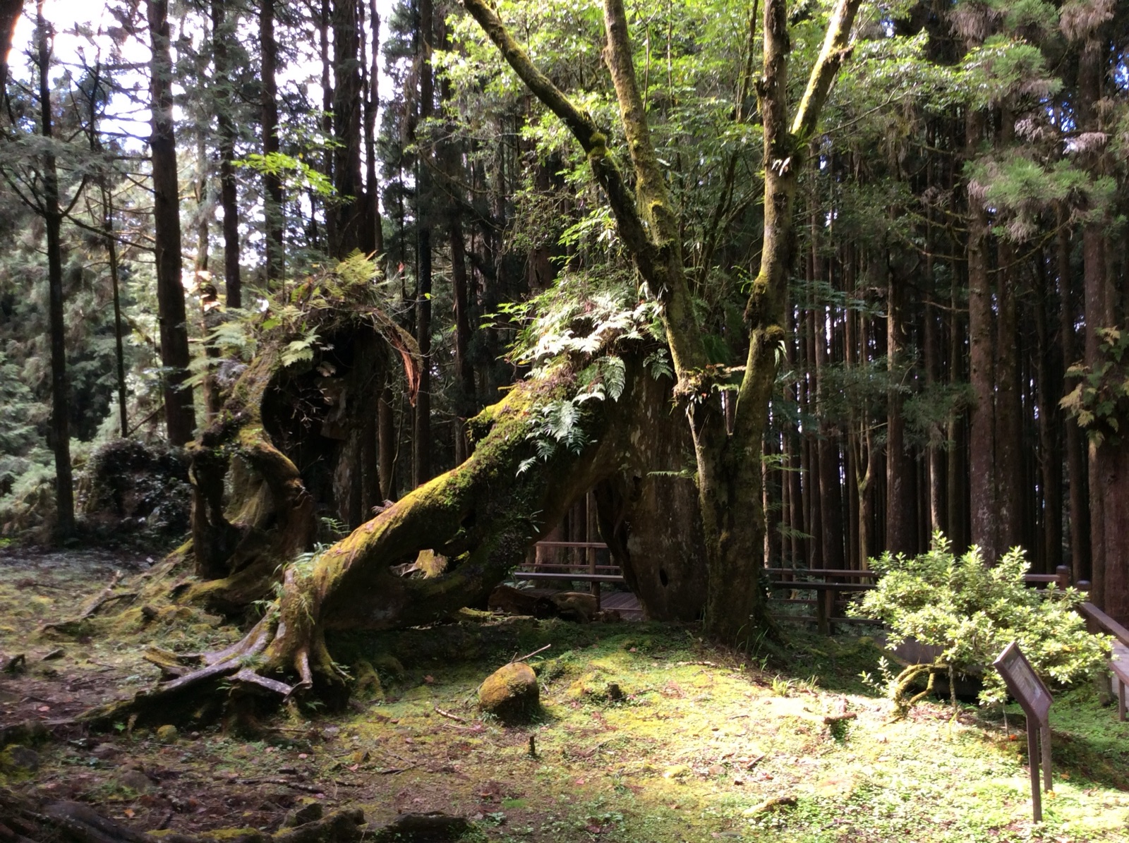 A massive moss-covered fallen trunk in an old cypress forest