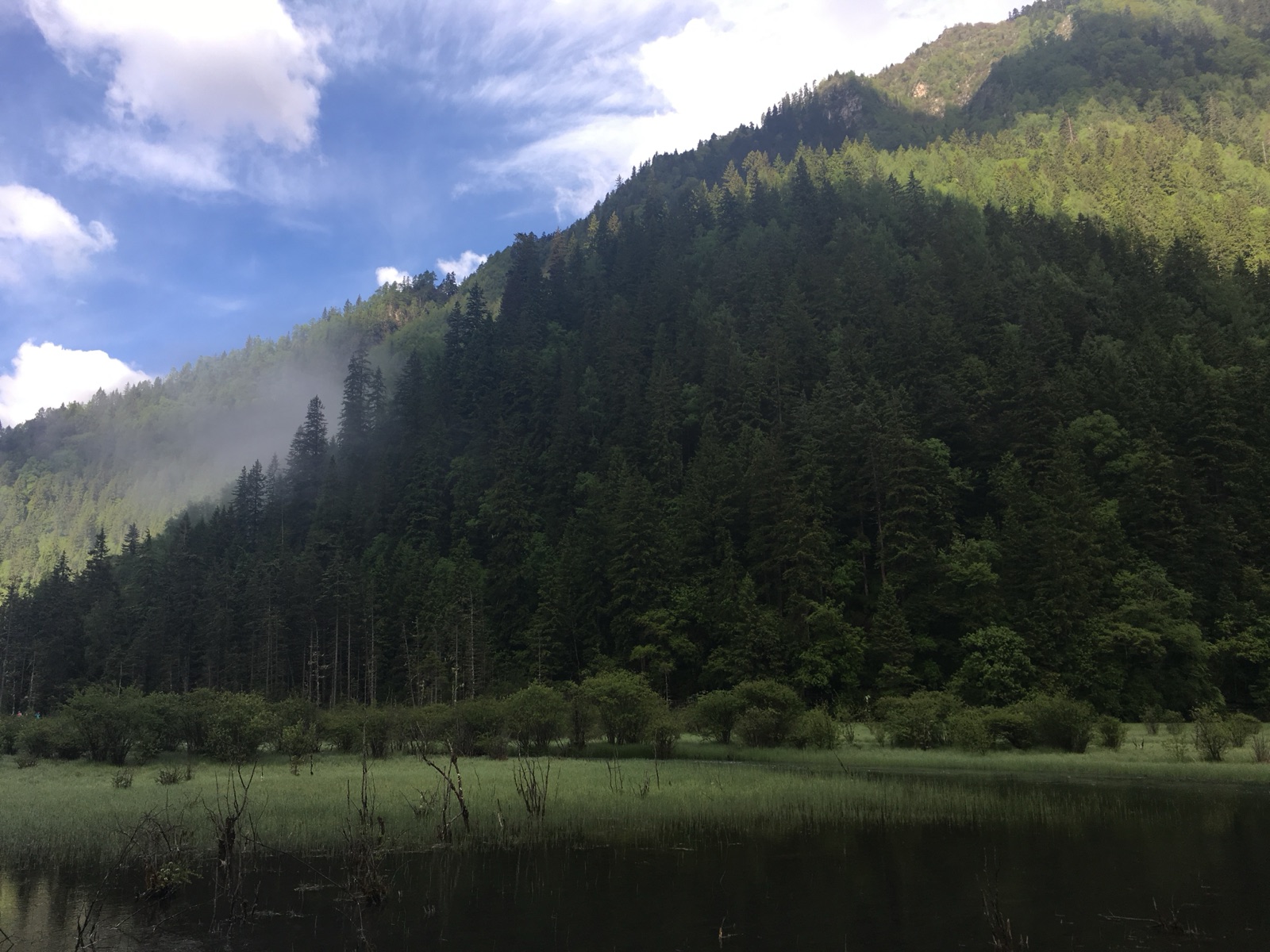 Mist over a forested ridge above a reed-filled lake