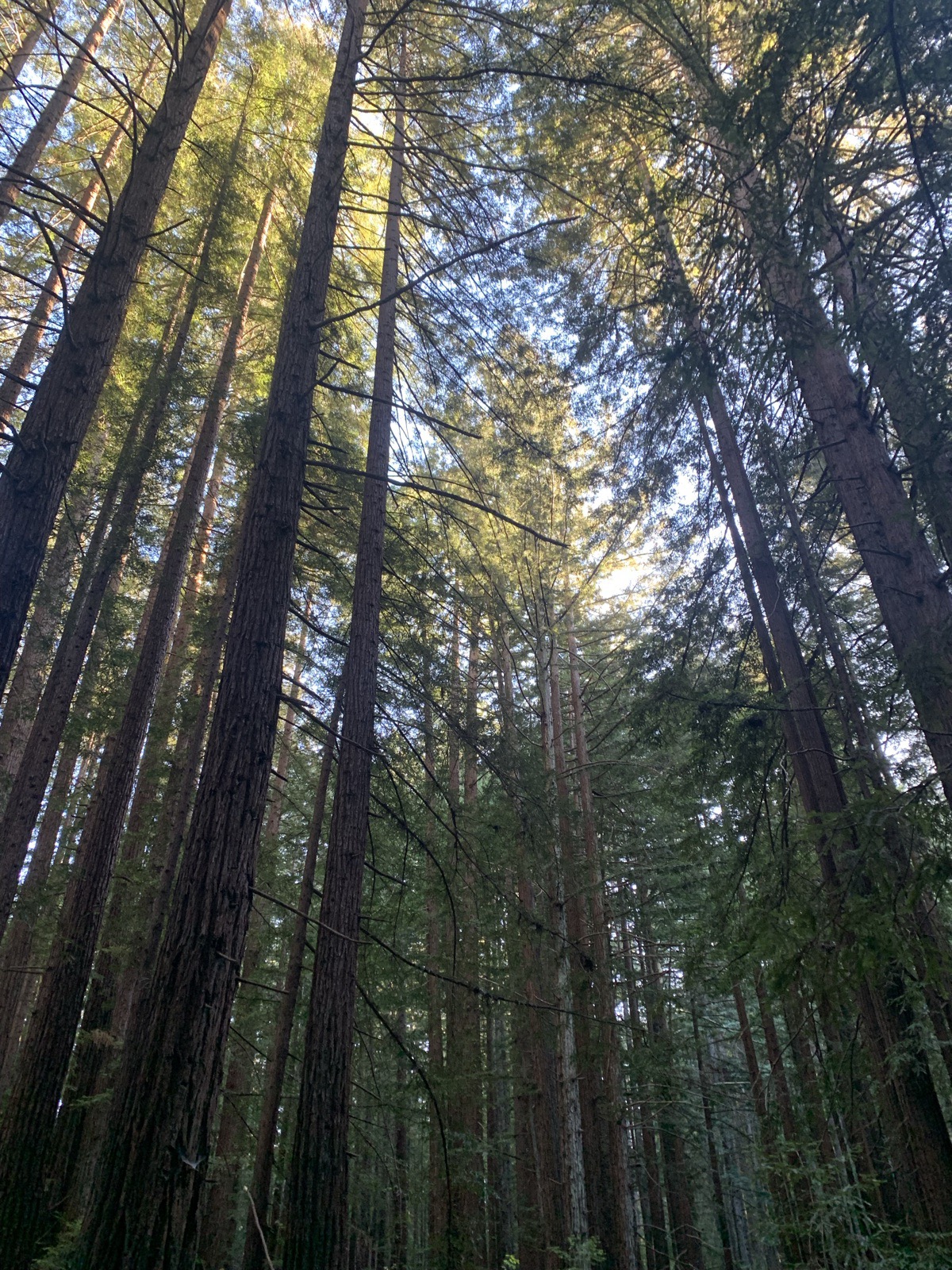 Looking up through a stand of tall redwoods