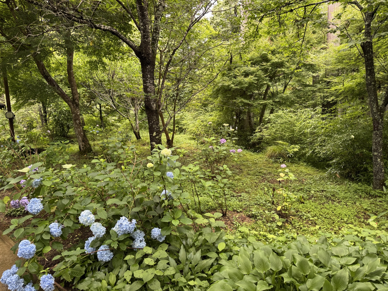 Blue and pink hydrangeas flowering under trees